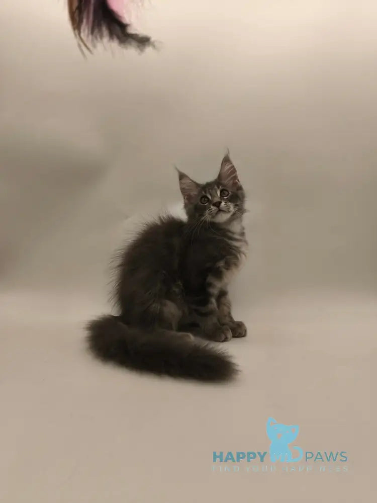 Lexus Maine Coon male blue tabby live animals