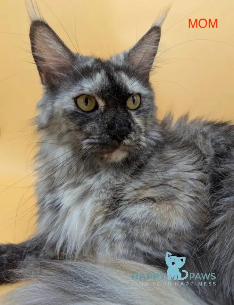 Lexus Maine Coon male blue tabby live animals