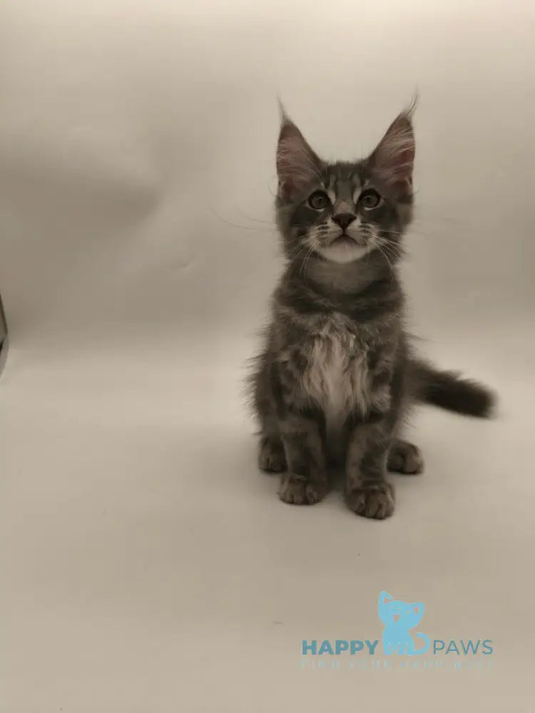 Lexus Maine Coon male blue tabby live animals