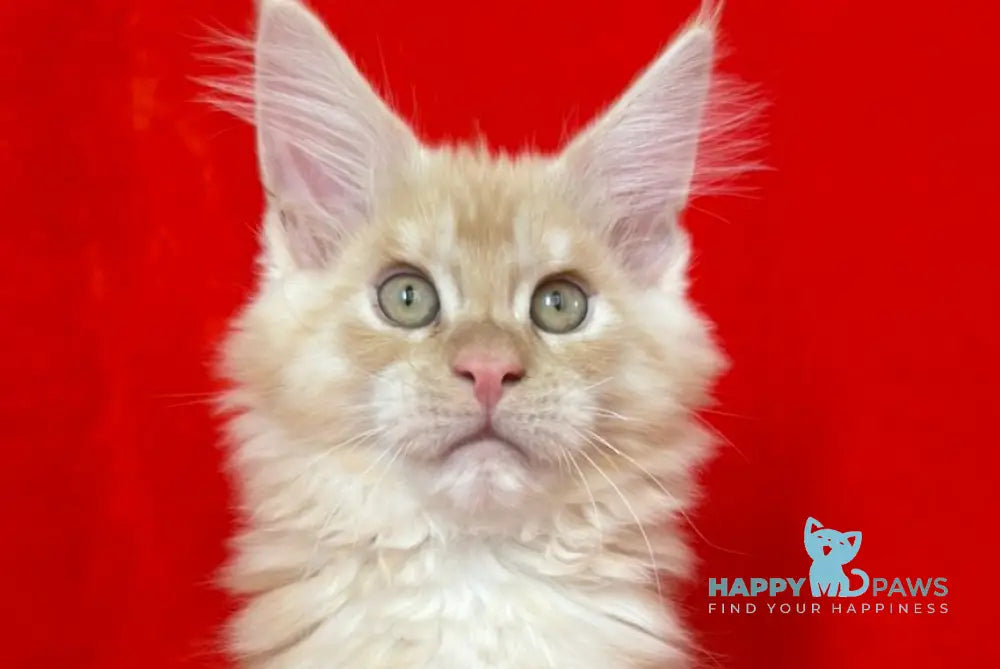 Lexus Maine Coon male red silver tabby live animals
