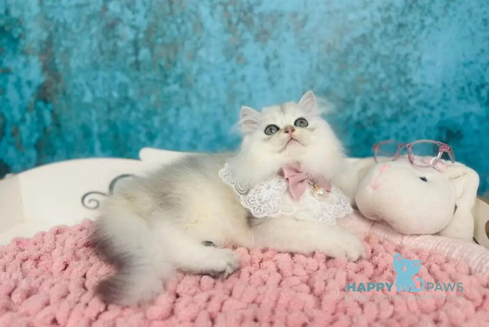 Lexus Scottish Straight female black silver shaded live animals