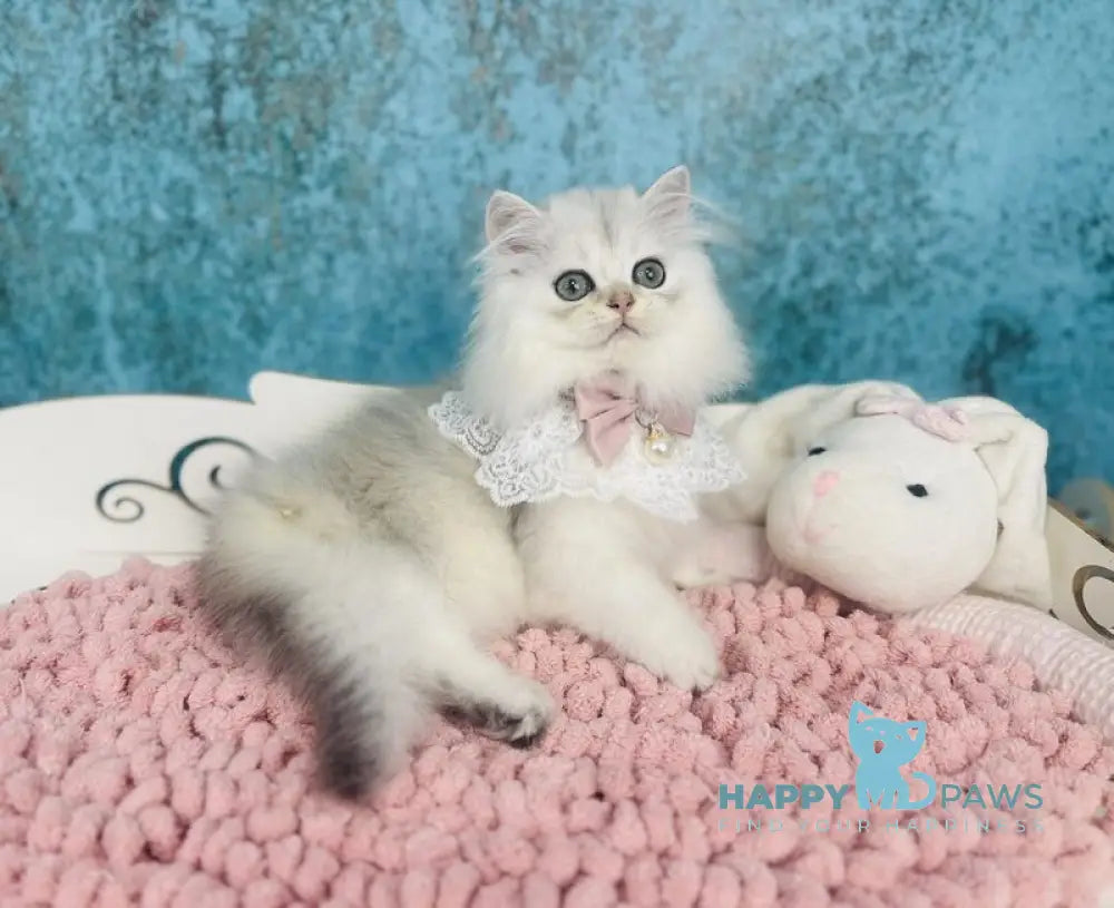 Lexus Scottish Straight female black silver shaded live animals