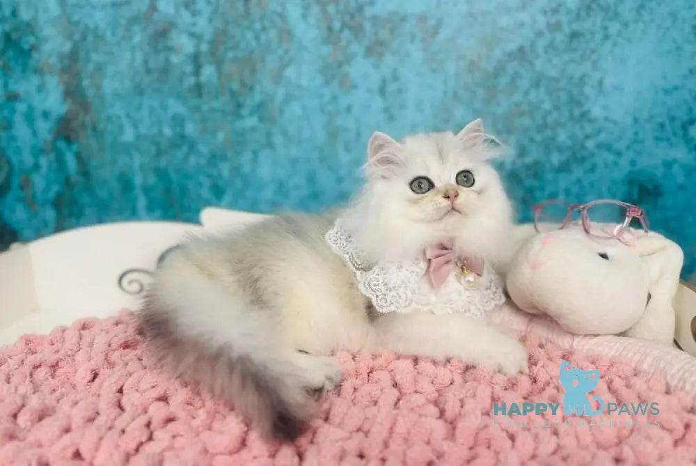 Lexus Scottish Straight female black silver shaded live animals