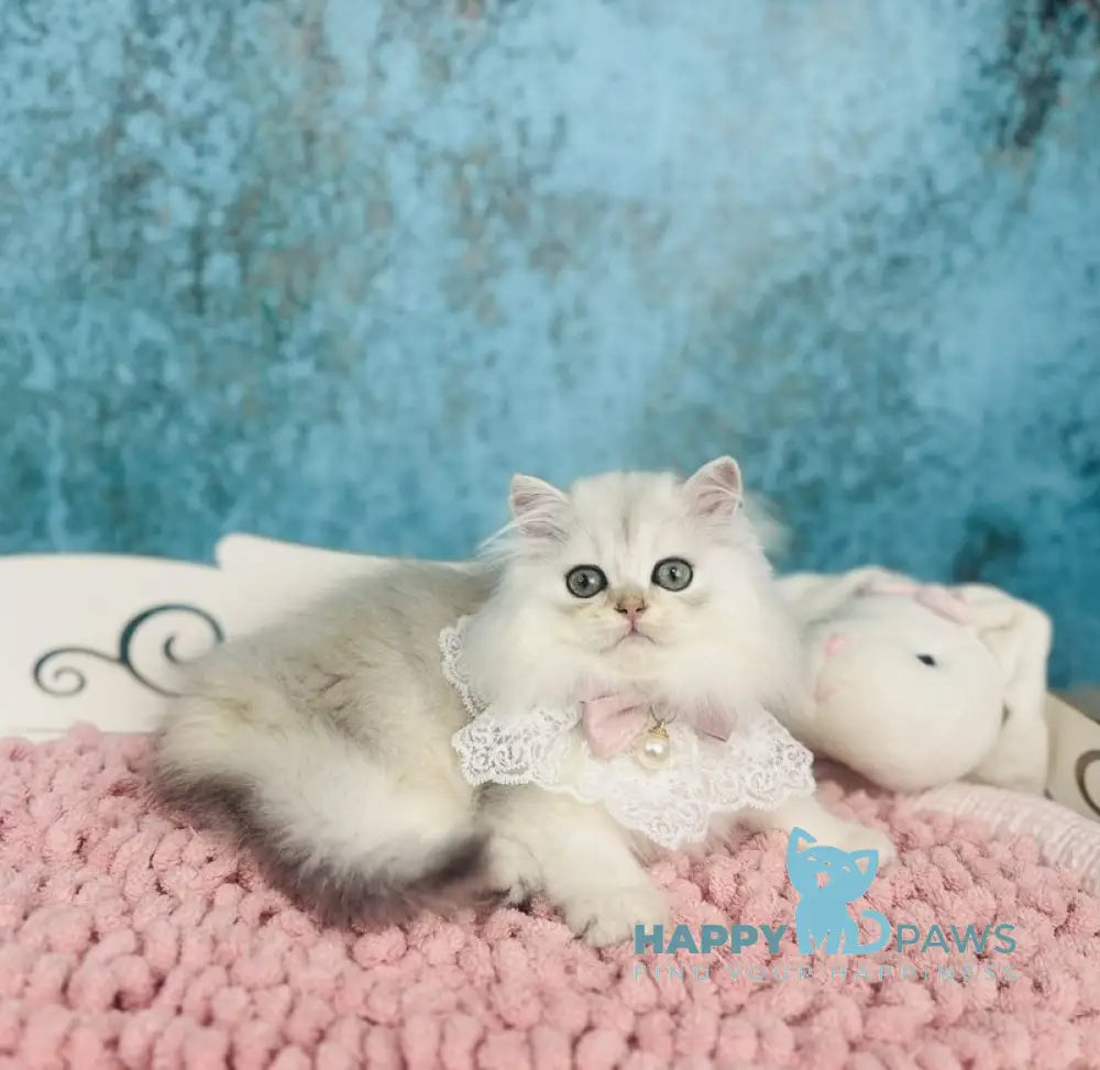Lexus Scottish Straight female black silver shaded live animals
