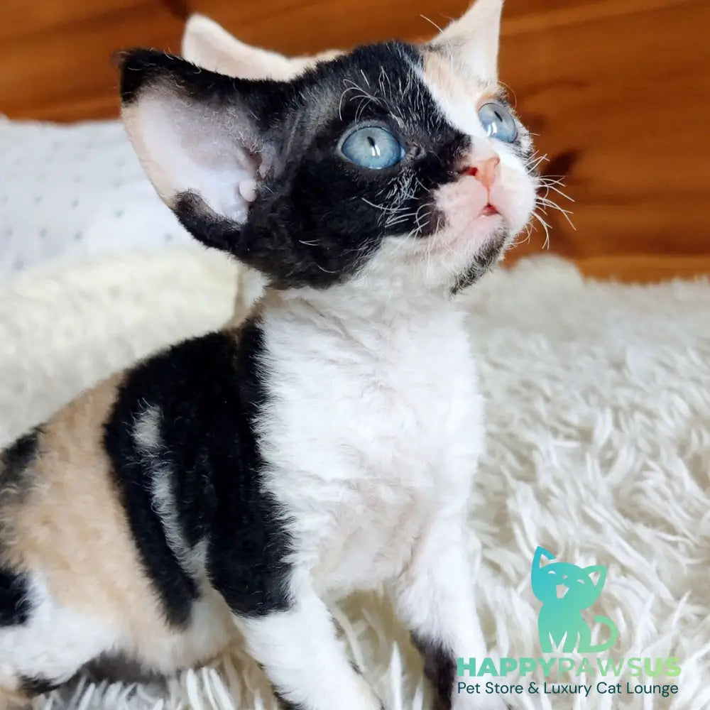 Leya Devon Rex female black tortie bicolour - live animals