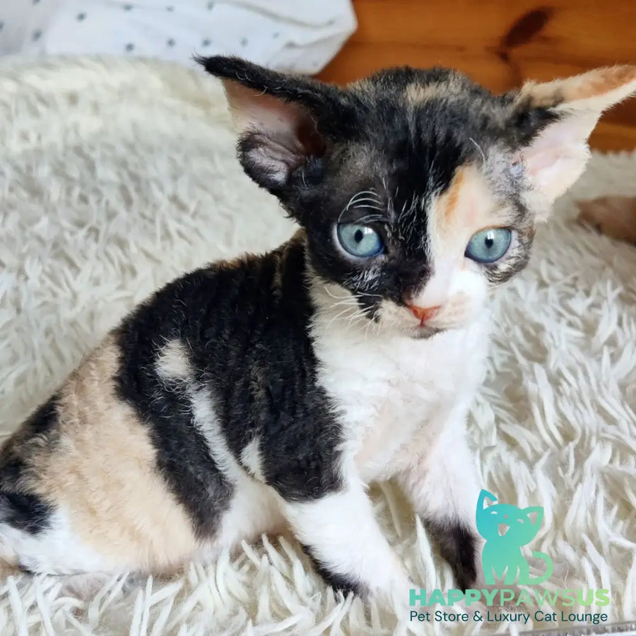 Leya Devon Rex female black tortie bicolour - live animals