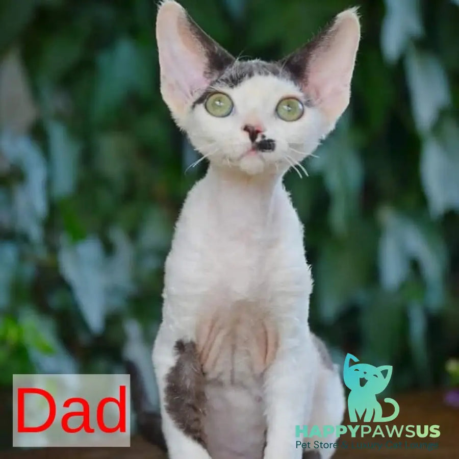 Leya Devon Rex female black tortie bicolour - live animals