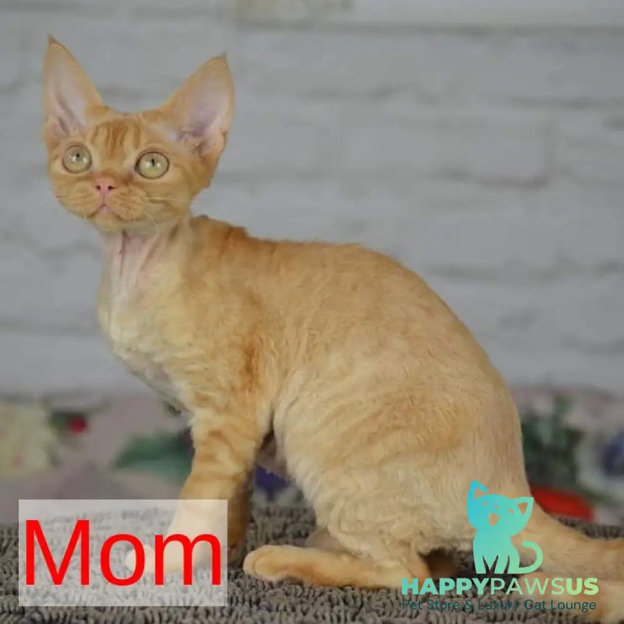 Leya Devon Rex female black tortie bicolour - live animals