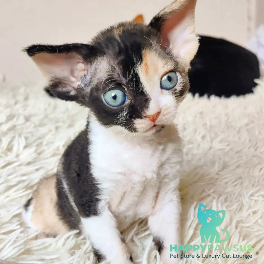 Leya Devon Rex female black tortie bicolour - live animals