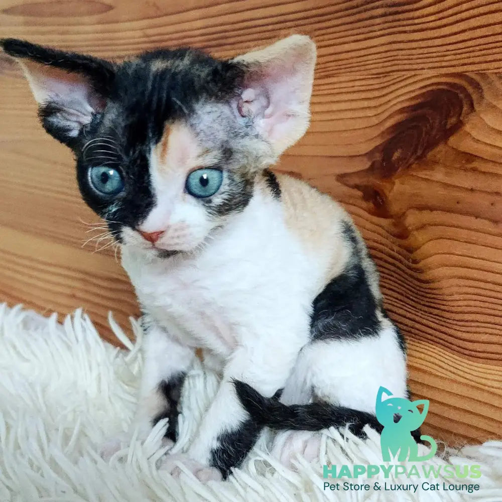 Leya Devon Rex female black tortie bicolour - live animals