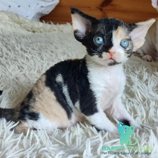 Leya Devon Rex female black tortie bicolour - live animals