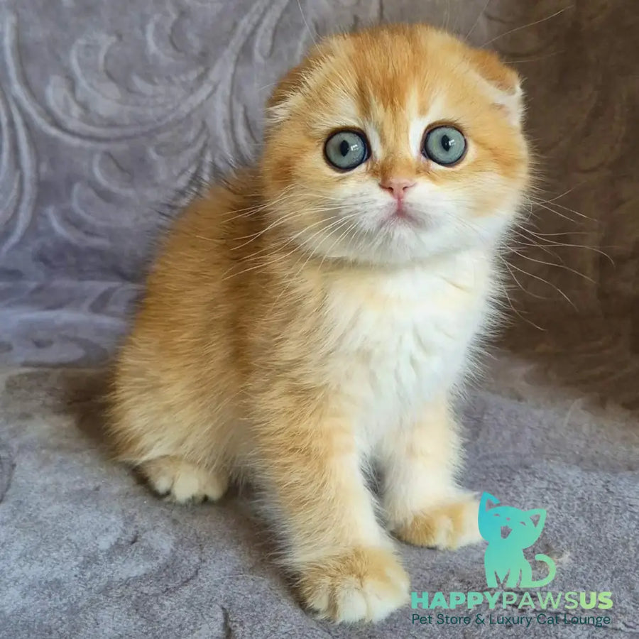 Leyla Scottish Fold female black golden chinchilla - live animals