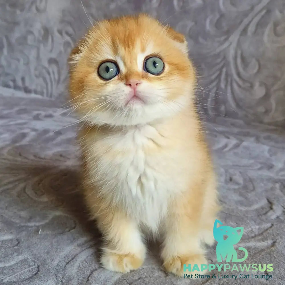 Leyla Scottish Fold female black golden chinchilla - live animals