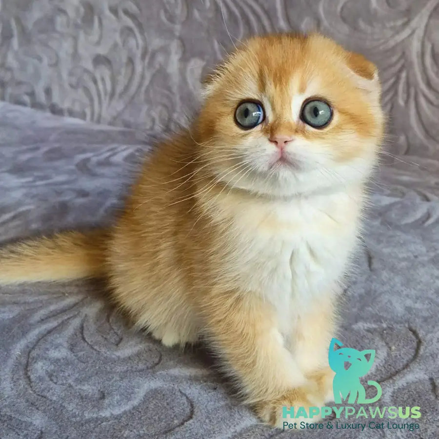 Leyla Scottish Fold female black golden chinchilla - live animals