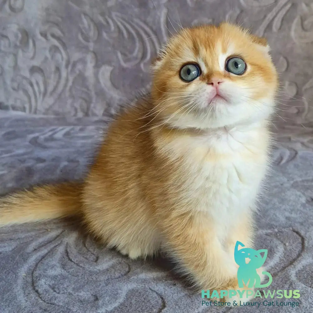 Leyla Scottish Fold female black golden chinchilla - live animals