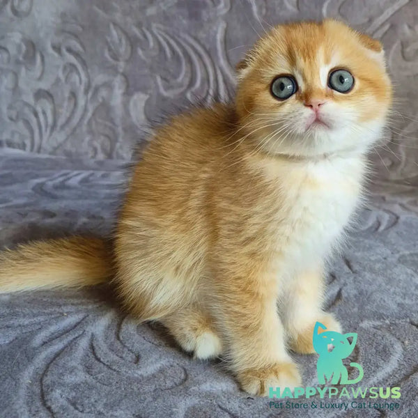 Leyla Scottish Fold female black golden chinchilla - live animals