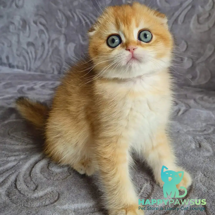 Leyla Scottish Fold female black golden chinchilla - live animals