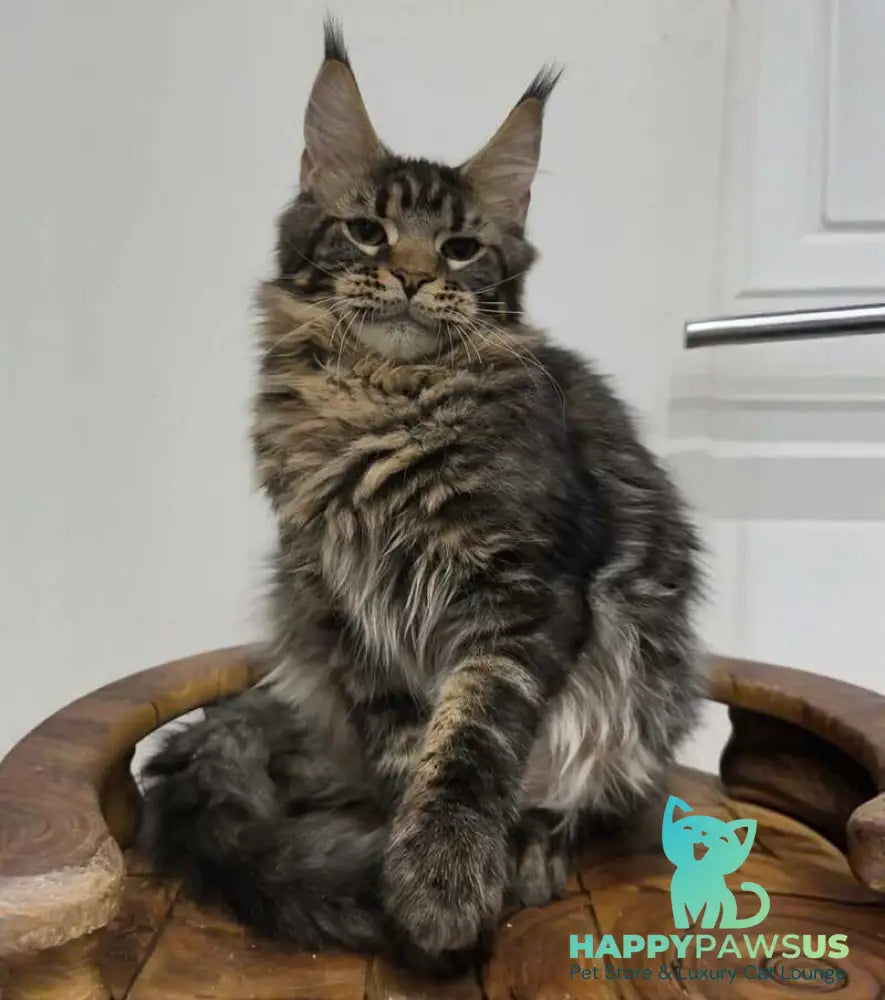 Li Dan Maine Coon male black tabby - live animals
