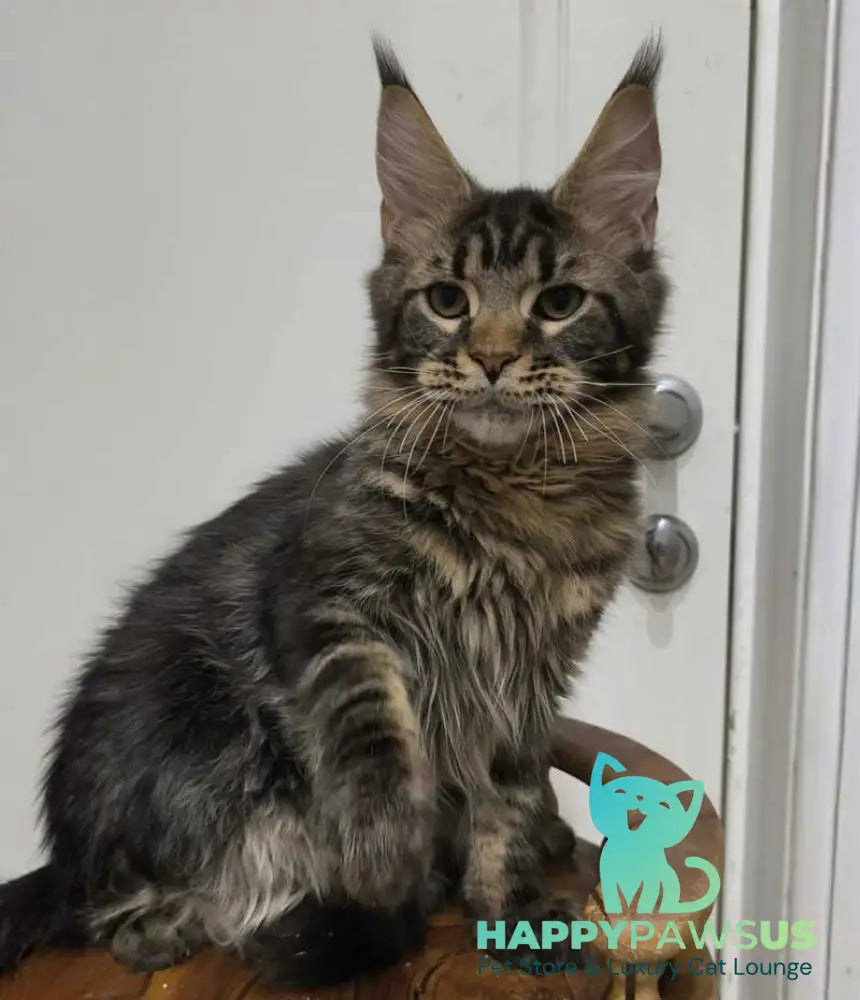 Li Dan Maine Coon male black tabby - live animals