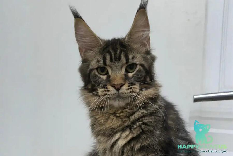Li Dan Maine Coon male black tabby - live animals