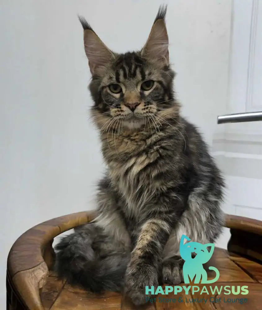 Li Dan Maine Coon male black tabby - live animals
