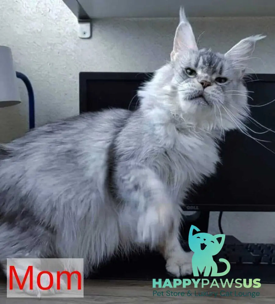 Li Dan Maine Coon male black tabby - live animals