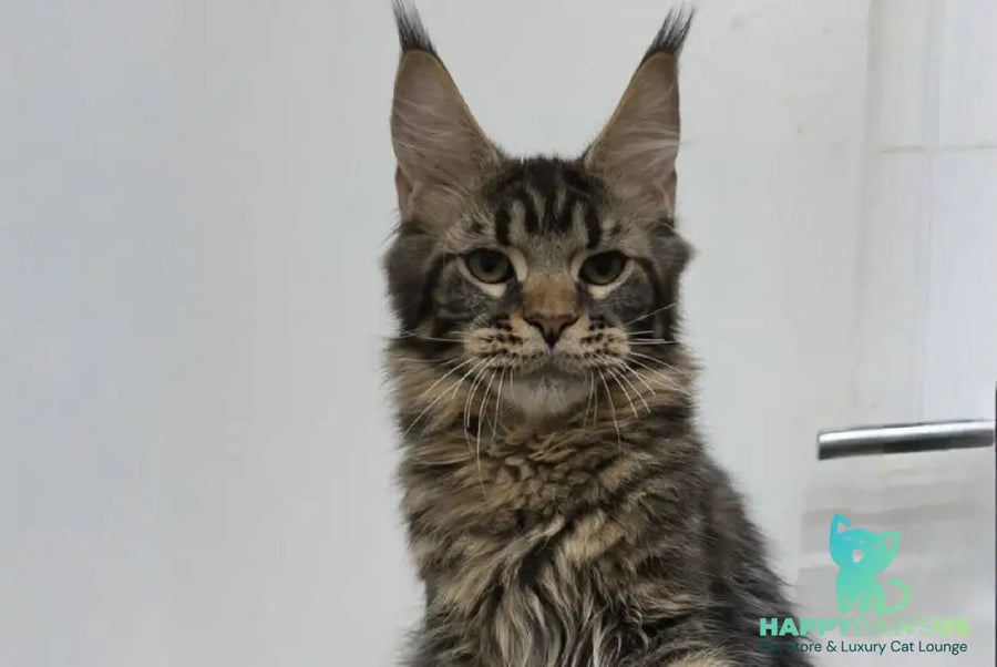 Li Dan Maine Coon male black tabby - live animals
