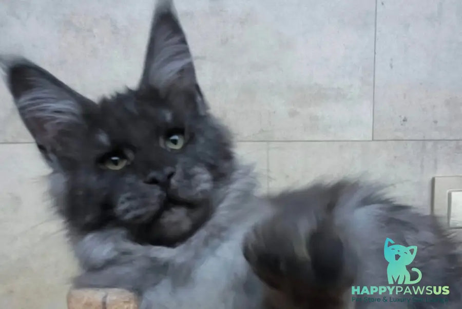 Li Fan Maine Coon male black silver - live animals