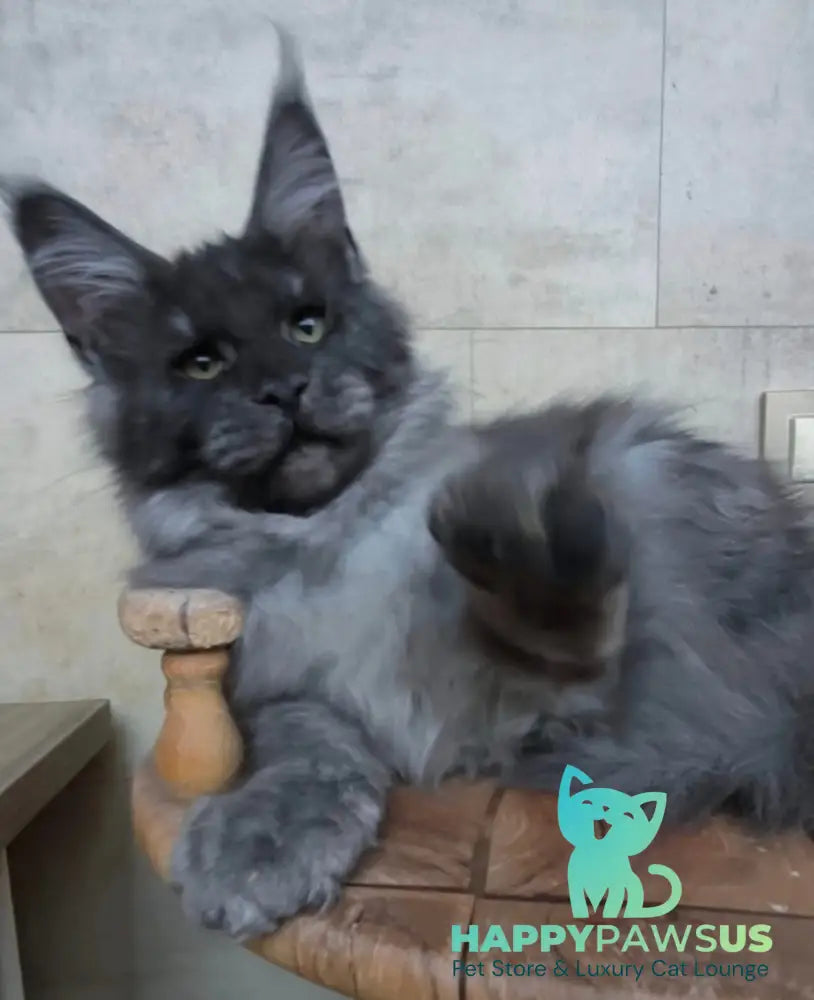 Li Fan Maine Coon male black silver - live animals