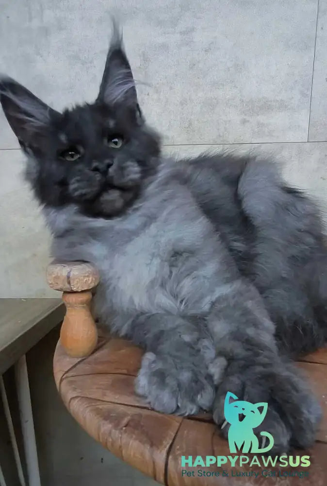 Li Fan Maine Coon male black silver - live animals