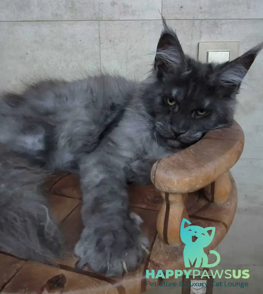 Li Fan Maine Coon male black silver - live animals