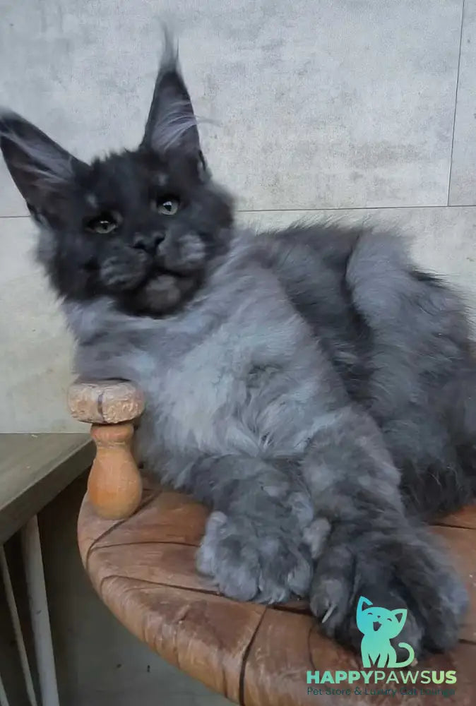 Li Fan Maine Coon male black silver - live animals