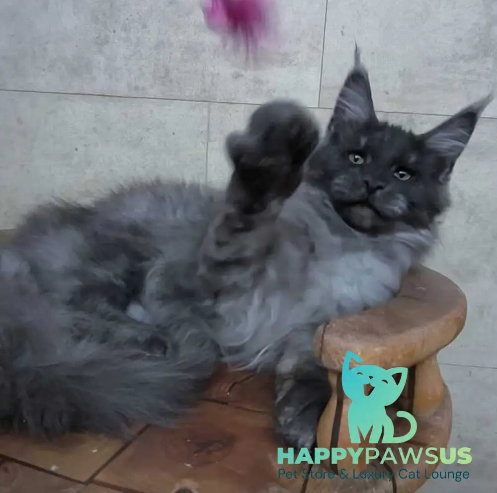 Li Fan Maine Coon male black silver - live animals
