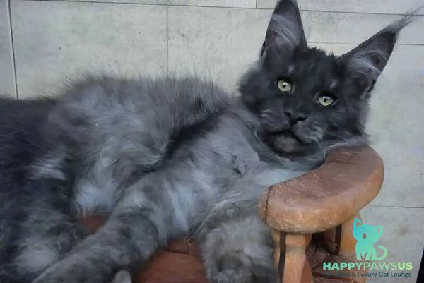 Li Fan Maine Coon male black silver - live animals