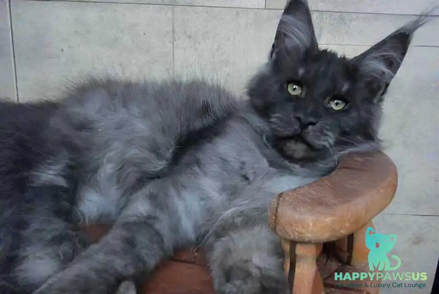 Li Fan Maine Coon male black silver - live animals