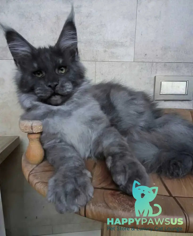 Li Fan Maine Coon male black silver - live animals