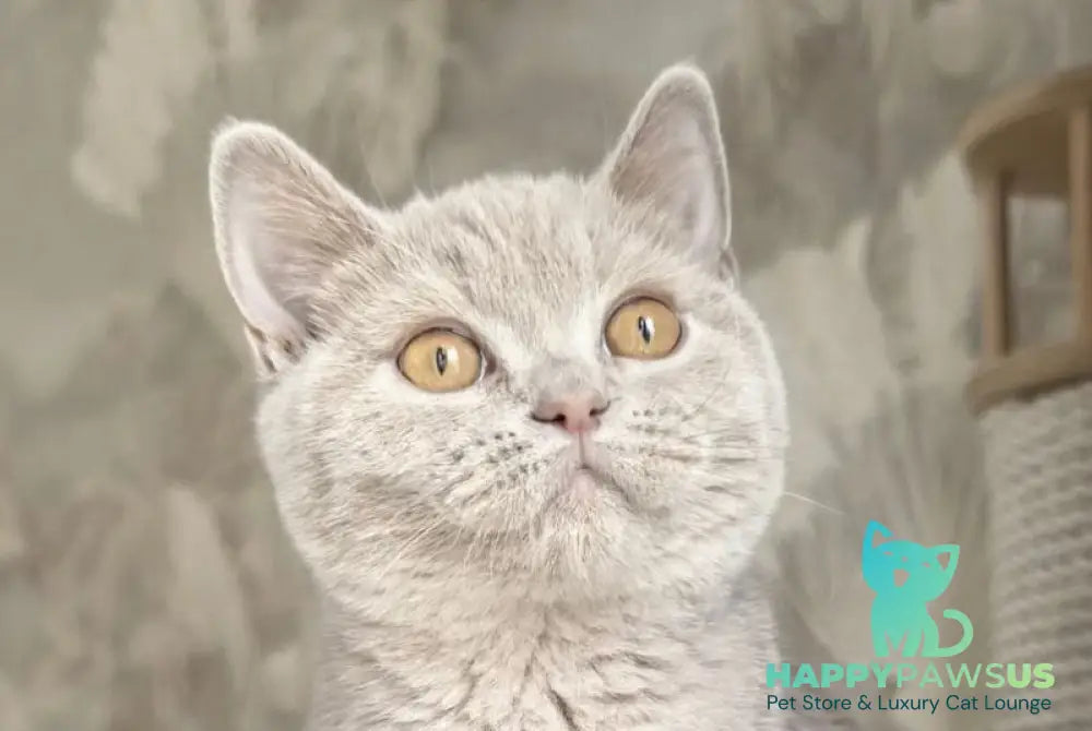Liа British Shorthair female fawn - live animals