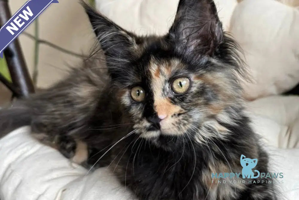 Lialya Maine Coon female black tortie live animals