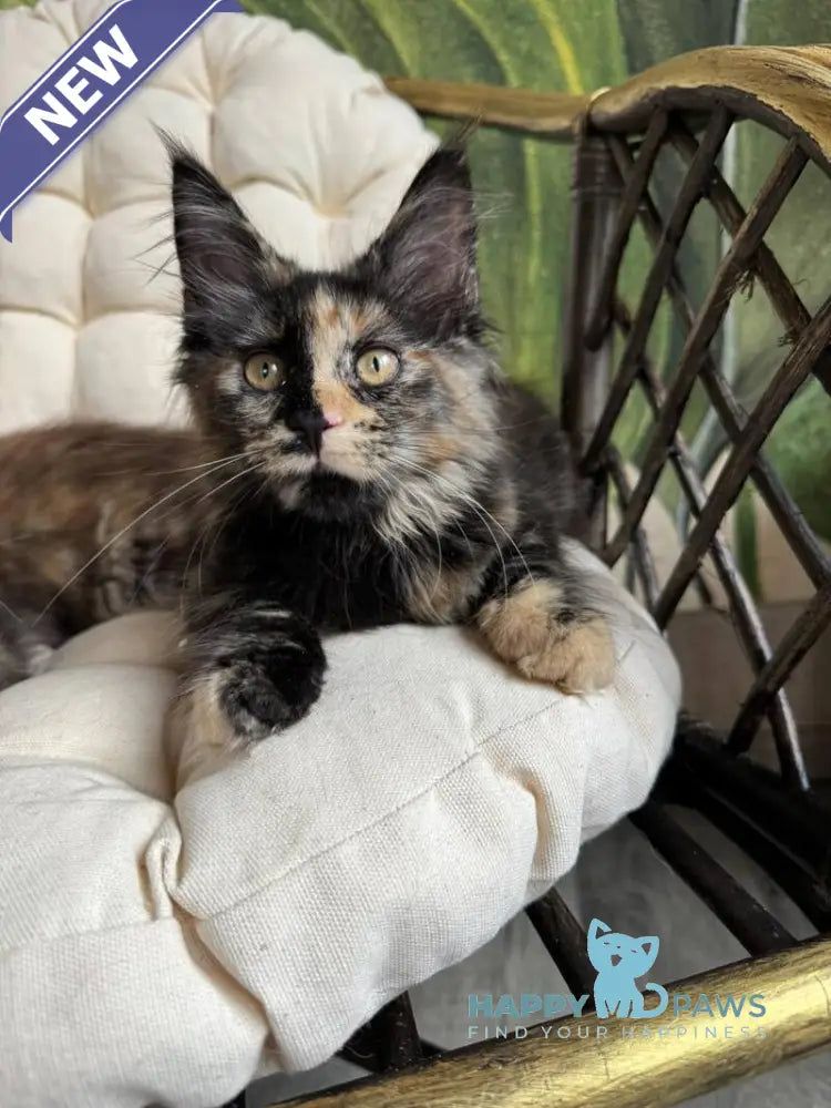 Lialya Maine Coon female black tortie live animals