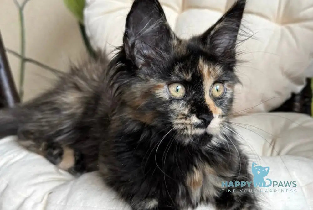Lialya Maine Coon female black tortie live animals