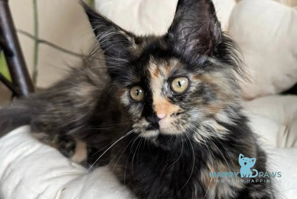 Lialya Maine Coon female black tortie live animals