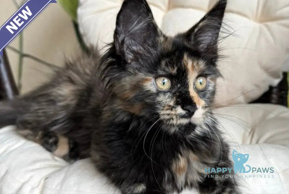 Lialya Maine Coon female black tortie live animals