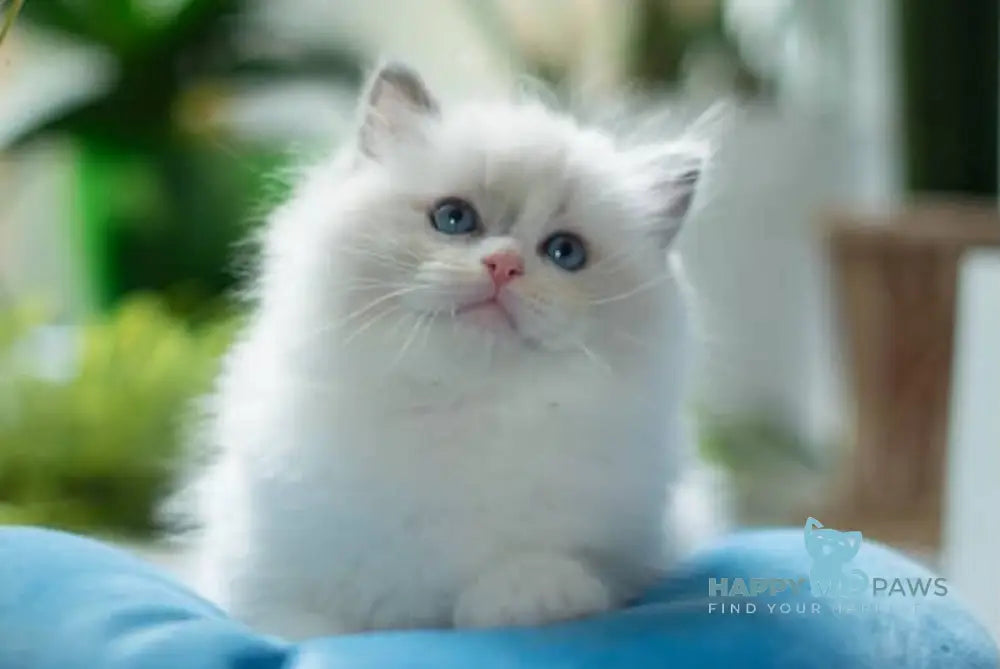 Liam Ragdoll male blue bicolour live animals