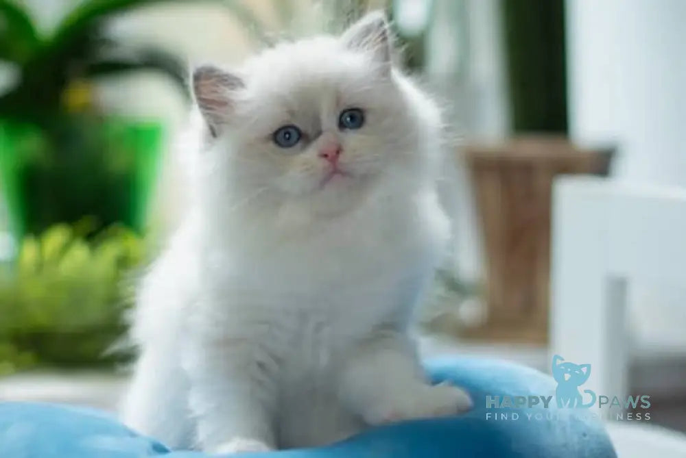 Liam Ragdoll male blue bicolour live animals