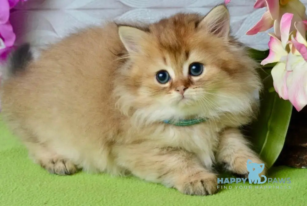 Liam Scottish Fold male black golden ticked tabby live animals