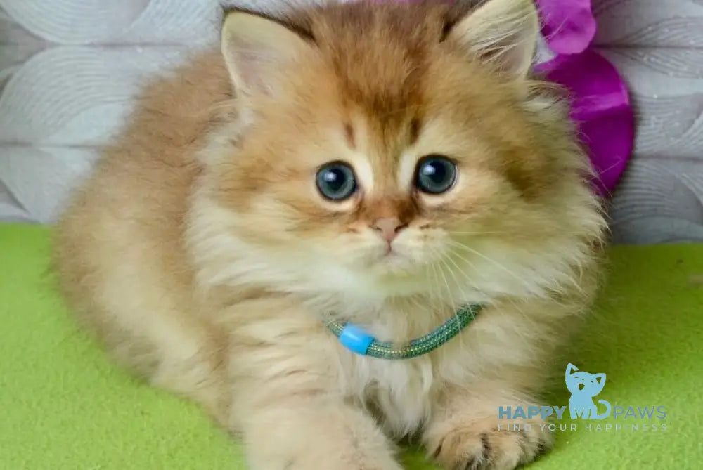 Liam Scottish Fold male black golden ticked tabby live animals