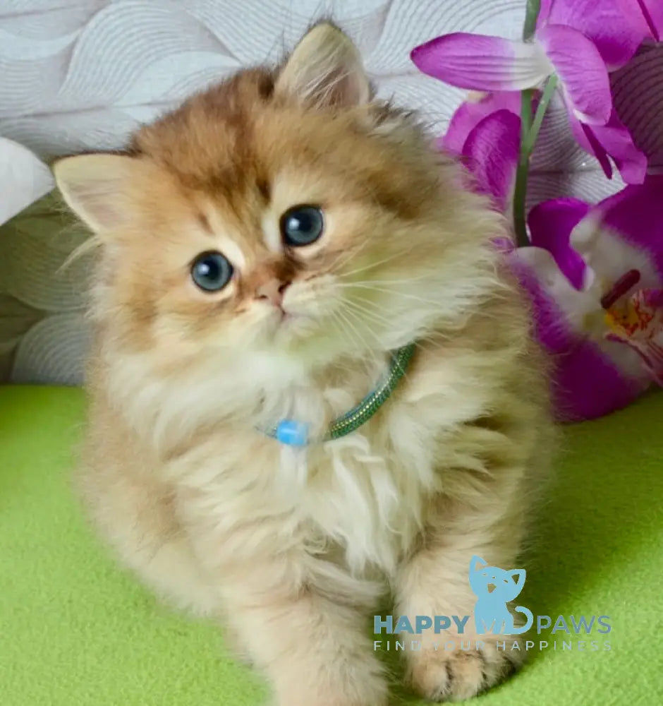 Liam Scottish Fold male black golden ticked tabby live animals