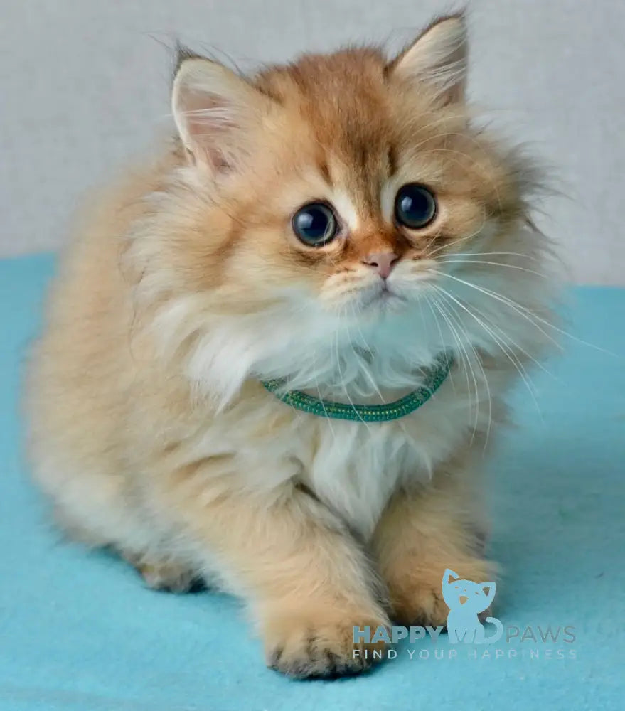 Liam Scottish Straight male black golden ticked tabby live animals