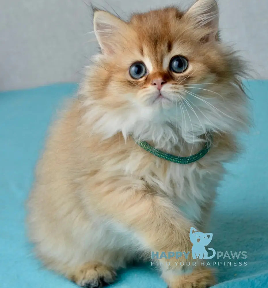 Liam Scottish Straight male black golden ticked tabby live animals