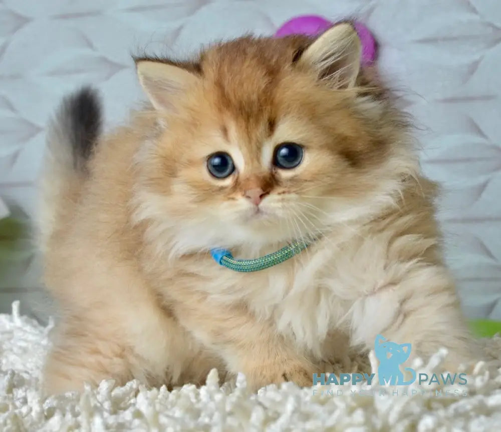 Liam Scottish Fold male black golden ticked tabby live animals